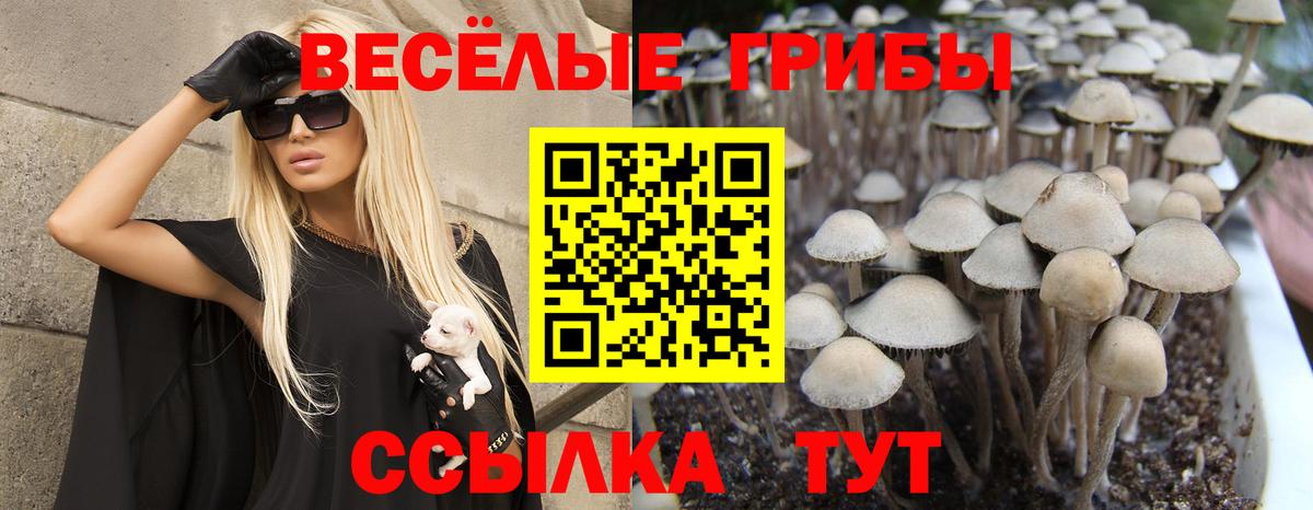 Псилоцибиновые грибы GOLDEN TEACHER Подольск